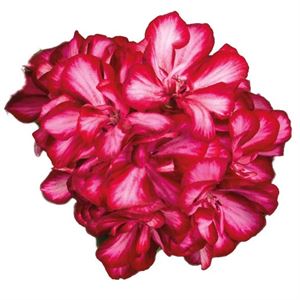 Bild von Geranium Hang P12 Double Medio Lollipop Mariska